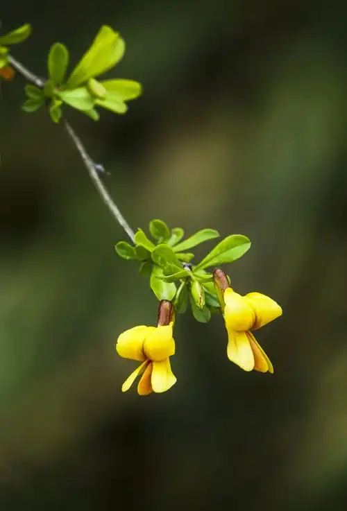 春天里的花花草草