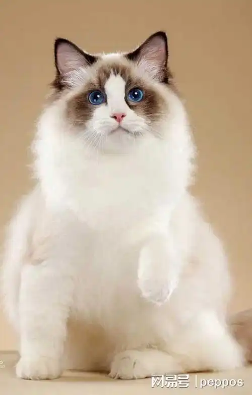 最美的布偶猫优雅高贵的气质和不凡的美貌颜值高