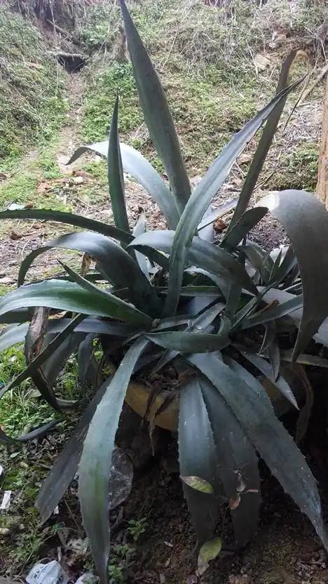 这种植物叫什么名字?