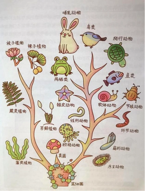 依据化石建立的生物进化树2,化石告诉我们地层的年龄由于化石和地层是