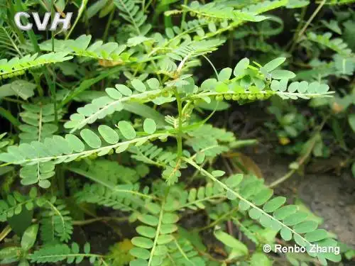 什么地方有中药珍珠草卖