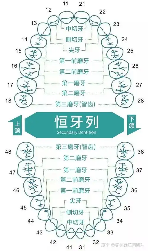 牙齿矫正为什么有的人要拔牙,还要拔掉4颗呢?