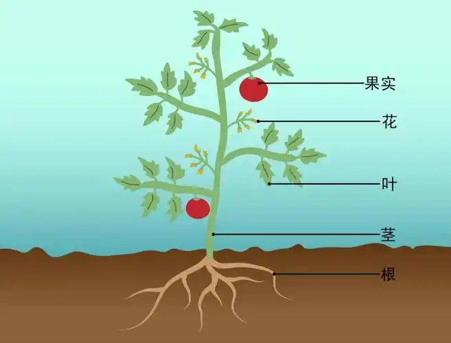 常见的植物中除了苔藓,蕨类外,形态结构可分为花,根,茎,叶,果实以及