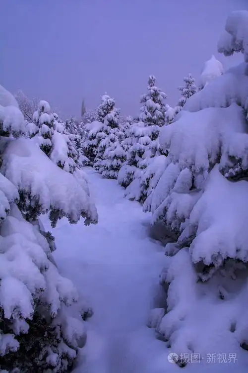 云杉被雪覆盖着,日落,冷杉树,雪暴后,美丽的日出,冬天,山峦,严冬