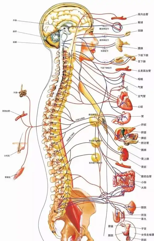 脊柱是躯干的中轴,由33个椎骨组成,其中颈椎骨有7节,胸椎骨有12节