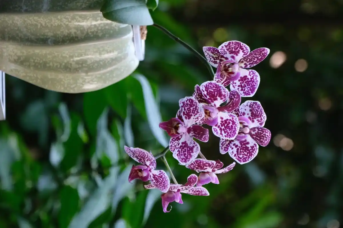 蝴蝶兰品种:小豹纹