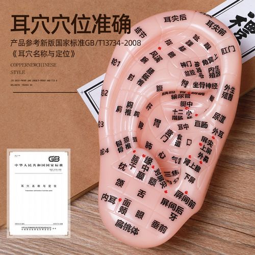 耳部按摩耳朵穴位模型超清晰中医耳朵针灸模型耳穴贴教学压豆经络