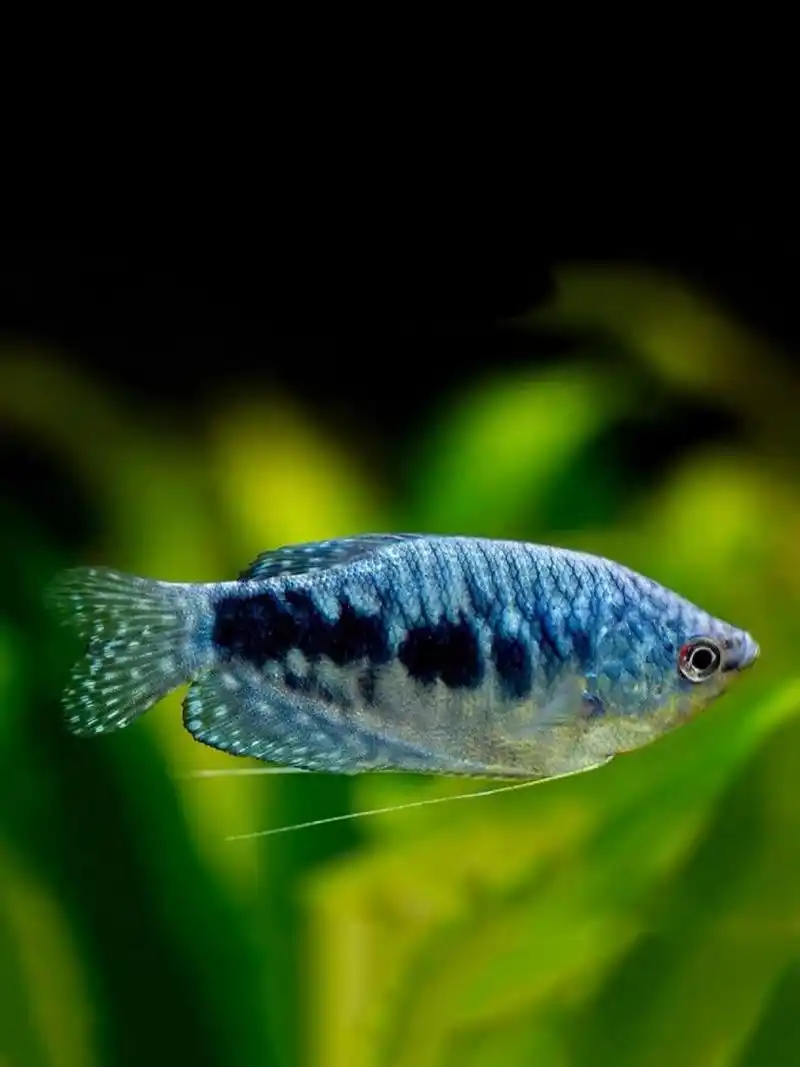 鱼-水族箱里的"不死小强" 95名:曼龙鱼 曼龙鱼是一种小型热带观赏鱼