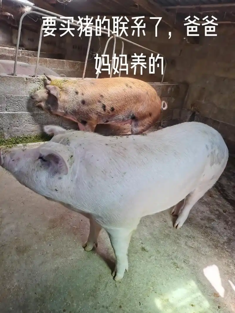三四百斤的大猪,想要的私聊 - 抖音
