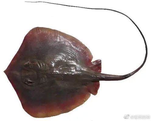 湛江软骨鱼调查一