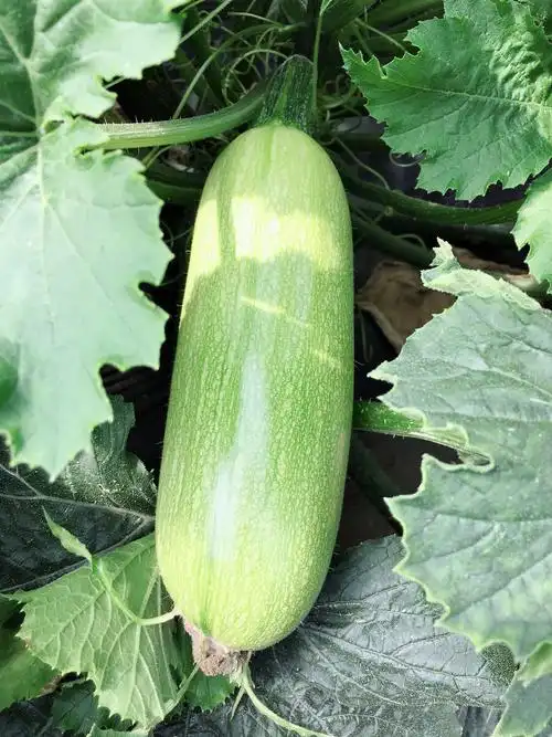 产量相对高的品种--柯绿朗,经过多茬口种植,与目前的长瓜条品种比较