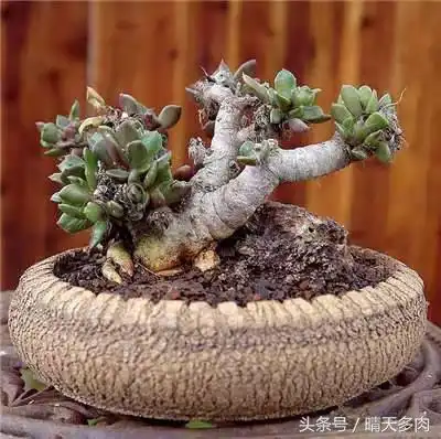 那些只有土豪买得起的多肉老桩到底长啥样?