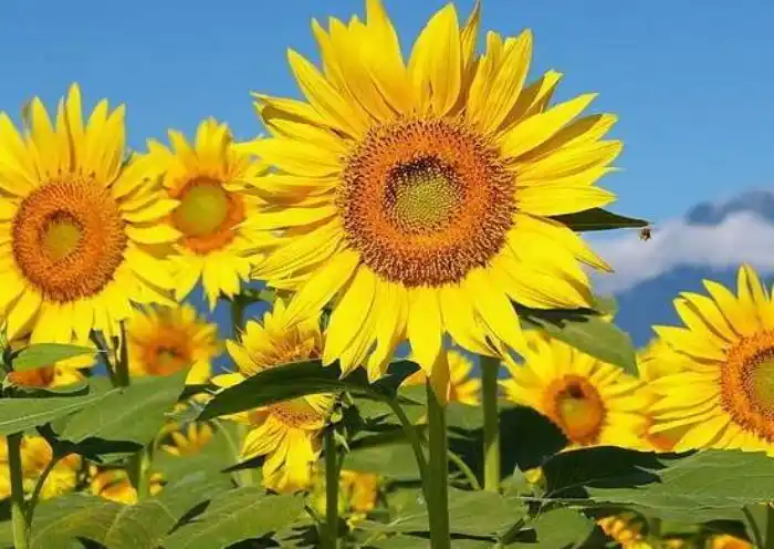 向日葵的花语是什么(向日葵的寓意象征着光明与热情)_可可情感网