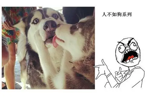 人不如狗是什么意思人不如狗的来源是什么