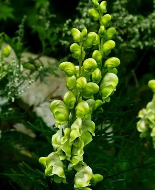 铁棒锤(铁棒锤的图片)插图