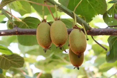 猕猴桃果实长个头时要注意哪些事项?