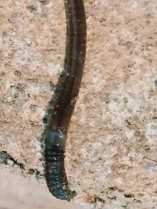 实验过程中,为何要让蚯蚓体表保持湿润. 有刚毛. 辅助运动. 保证呼吸.