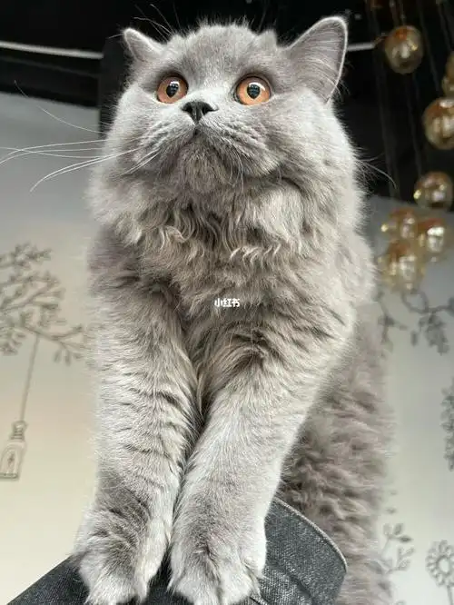 高地蓝猫女孩全款1500