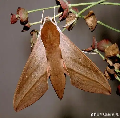 高颜值战斗机----斜纹&斜线款天蛾系列