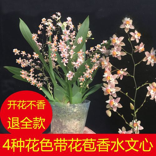 文心兰水培梦香迷你文心兰跳舞香水兰粉色浓香好养花卉冬季带花苞