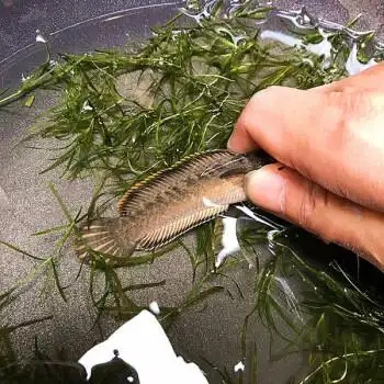 荣郁 彩虹雷龙鱼活体鱼苗雷龙小型中型冷水鱼观赏小鱼活 10-13cm彩虹