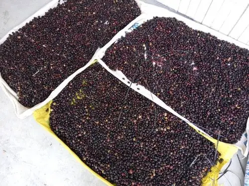 大叶牛大种子 - 大叶牛大种子 - 产品中心 - 郁南县联兴南药专业