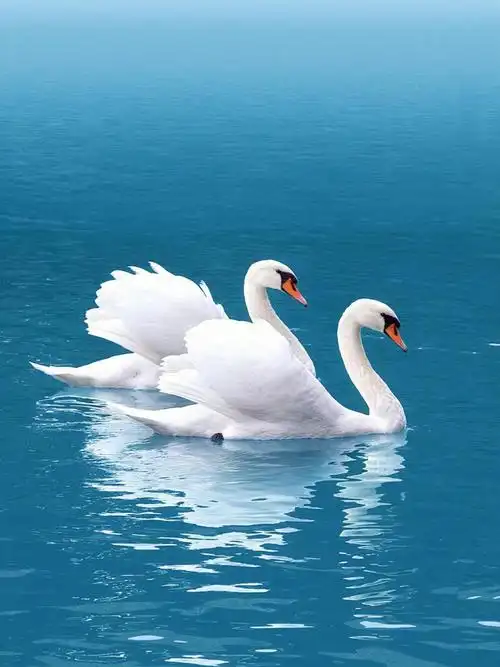 白天鹅or黑天鹅素材分享