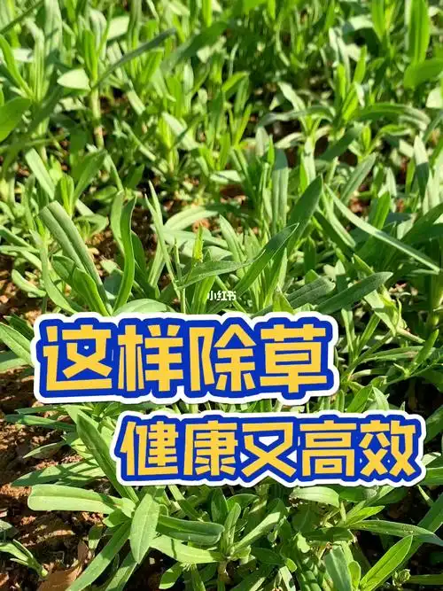 除草小妙招