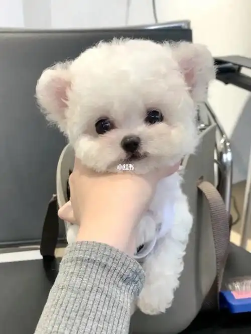 成本价低价出自家繁育的比熊2k一只