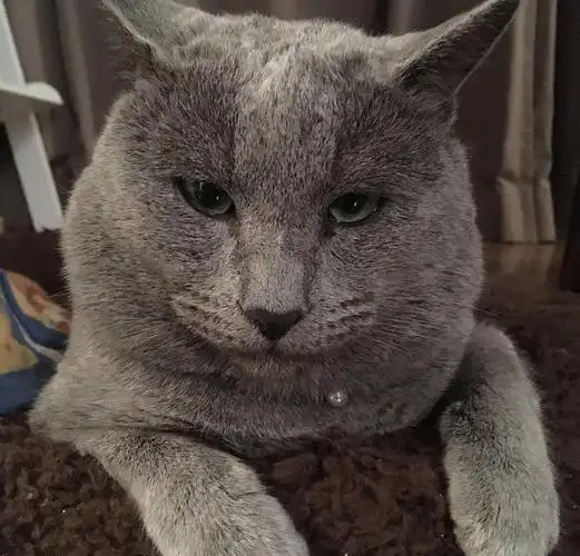 终于知道蓝猫可以靠什么区分长相了