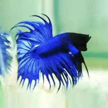 泰国斗鱼 办公室客厅观赏斗鱼 热带淡水鱼水族活体宠物 蓝色系 狮王1