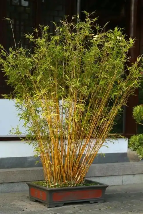 【绿竹猗猗】金镶玉竹:竹界的"高颜值"_澎湃号·政务_澎湃新闻-the