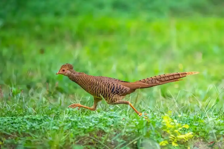 红腹锦鸡(雌鸟)