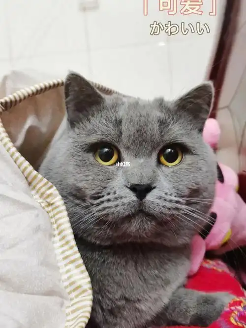 英短蓝猫找女朋友啦