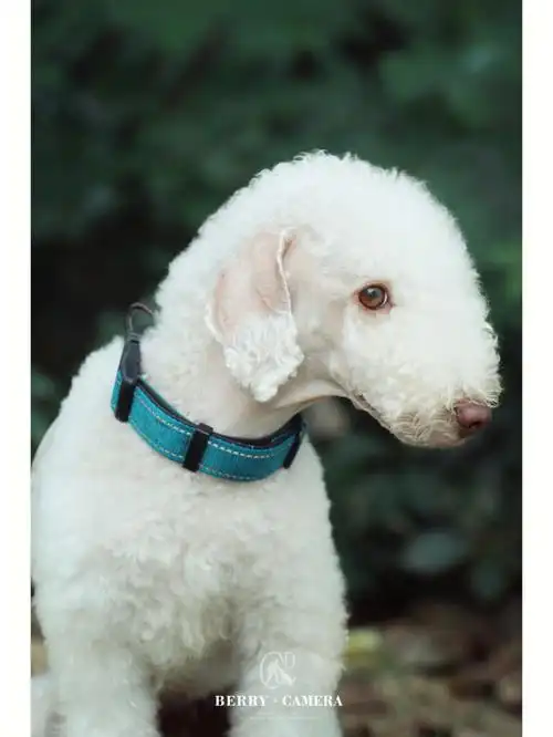 中山宠物约拍贝灵顿梗wawa