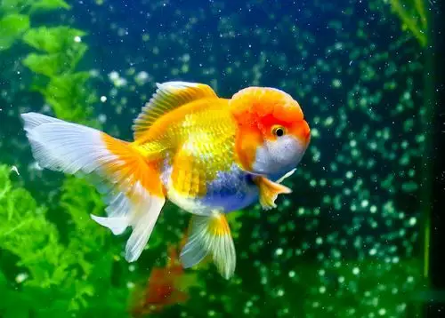 你一定没见过这么漂亮的金鱼.你见过有表情的金鱼吗?图片拍于2018年3