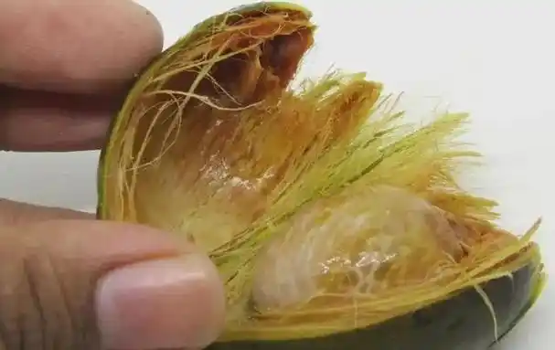 槟榔加烟法力无边为什么嚼槟榔会上瘾真的会嚼出口腔癌吗