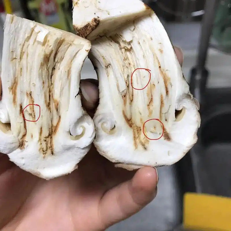 松茸处理时小心根部这样的小孔洞,这是虫洞(如图1⃣️2⃣️5