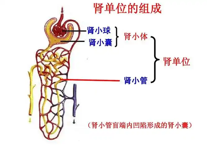 肾单位的组成 肾小球 肾小囊 肾小体 肾单位 肾小管 (肾小管盲端内