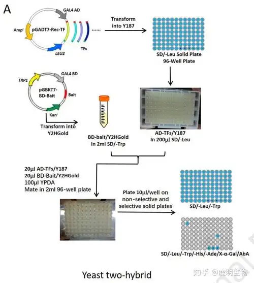 酵母单/双杂交│水稻转录因子文库—中科院遗传所陈凡课题组钜献