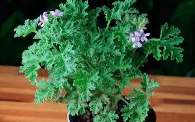 夏季一盆驱蚊草,清新漂亮,上百种蚊虫"不敢登门",不心动吗?