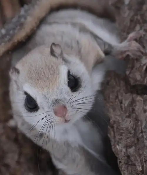 端着小手手看起来好有礼貌的飞鼠