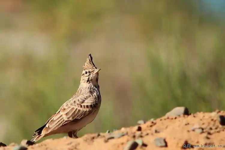 百灵鸟的叫声是怎样的