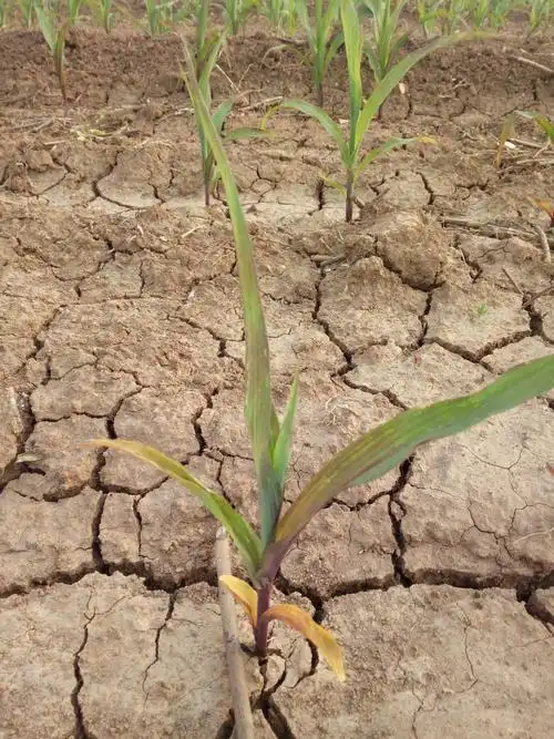 各位专家看看玉米是什么情况?