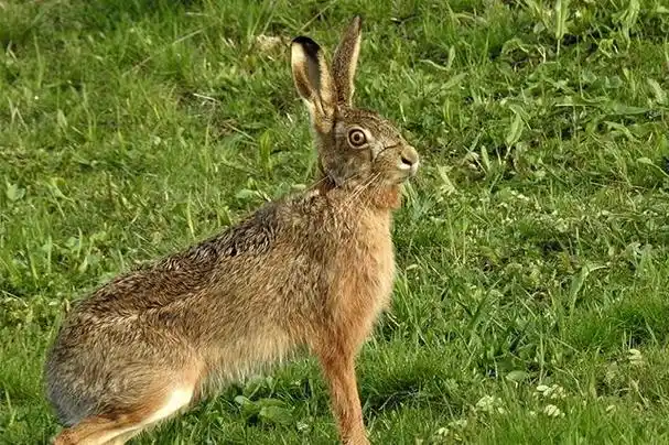 世界上十个跑得最快的动物(世界十大速度最快的动物)(8)