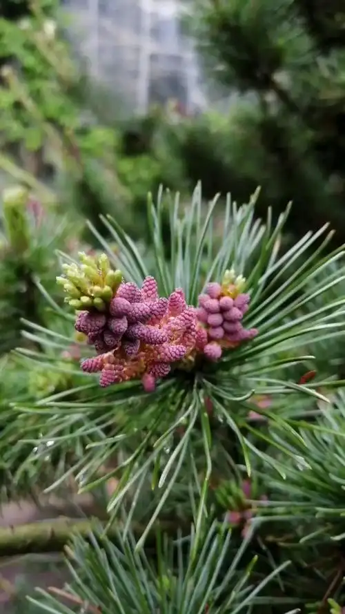 这里刺柏开红花