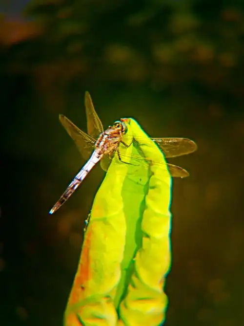 《蜻蜓世界》 摄影作者 孔令洁朵