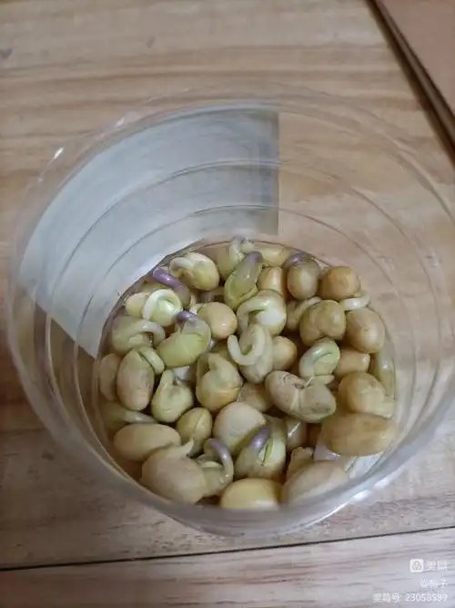 观察双子叶种子的萌发过程(生物实验)——初一(3)班谭杏宇