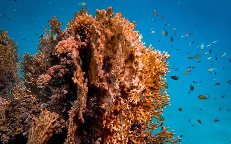 海底珊瑚游动的鱼群电脑桌面壁纸