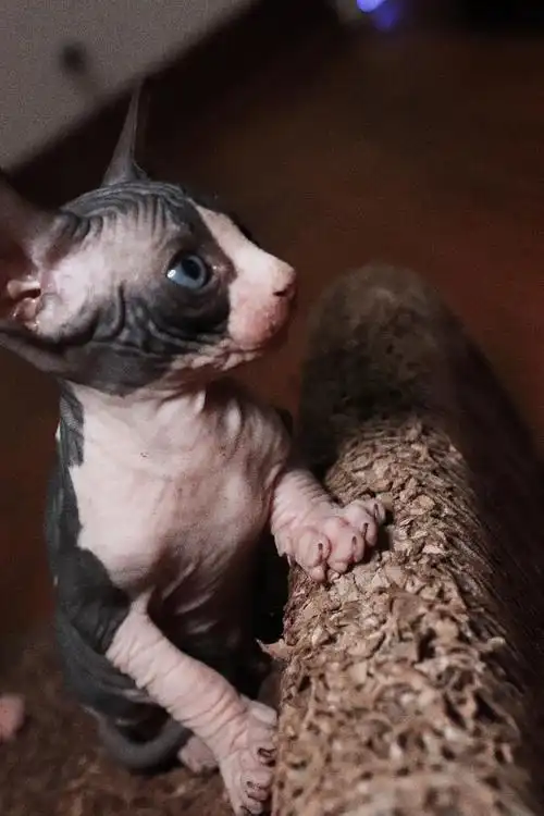 斯芬克斯无毛猫